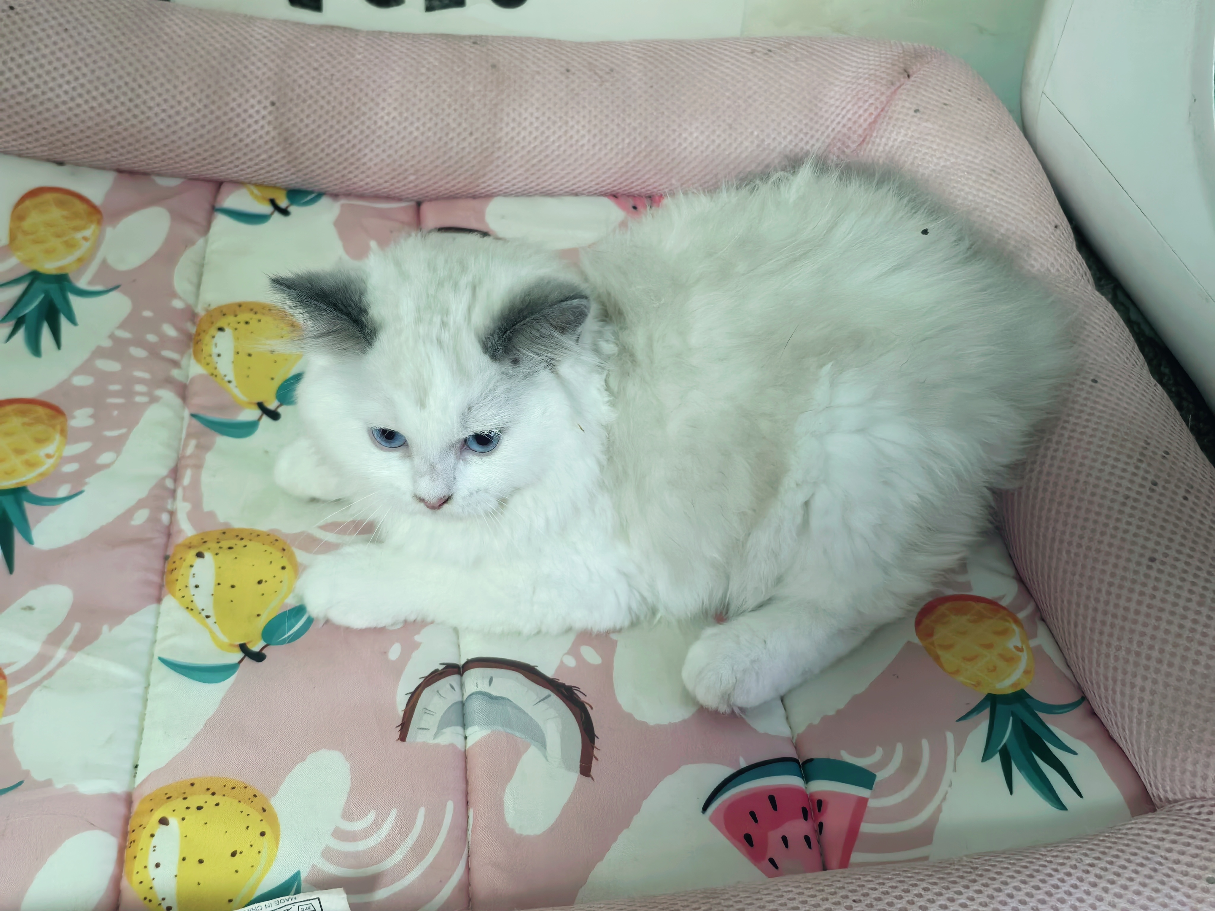 布偶猫